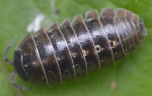 Armadillidium vulgare